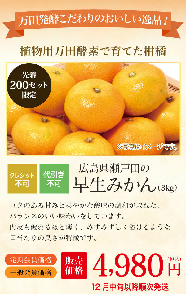 広島県瀬戸田の早生みかん