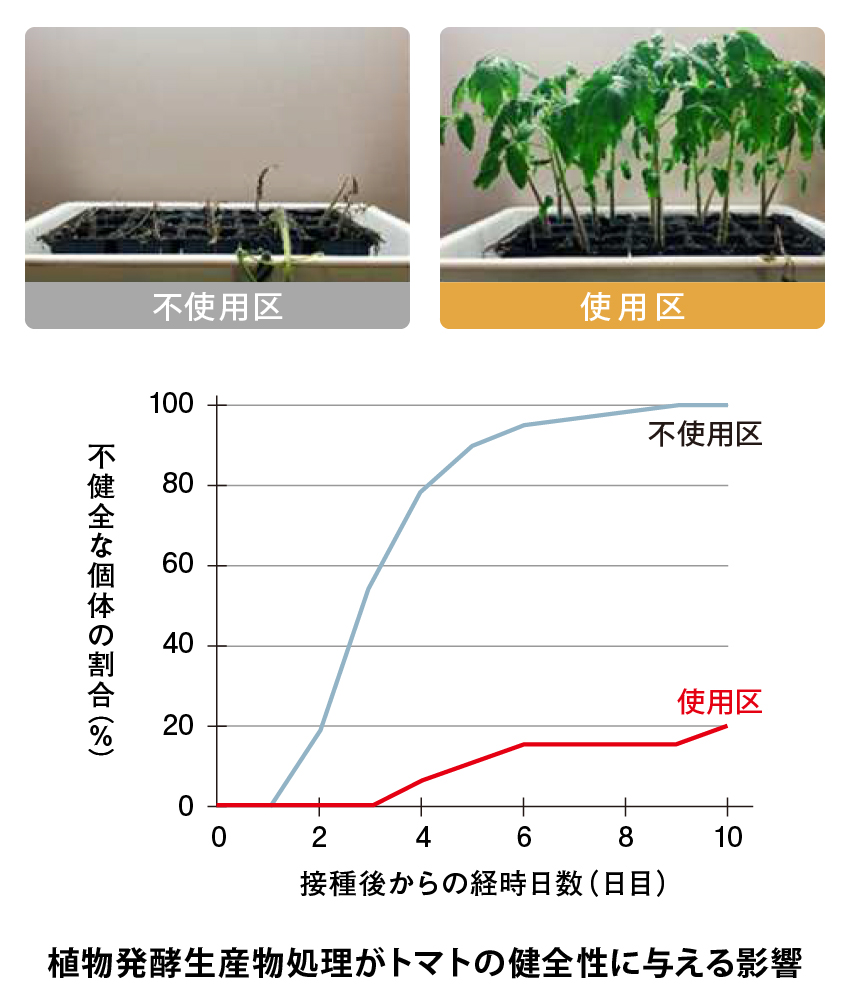 トマトが丈夫に育つ