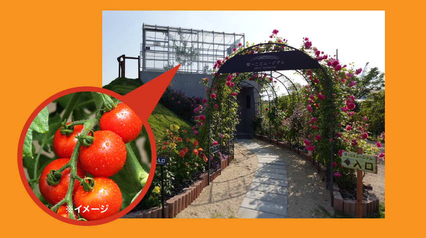 根っこミュージアム。