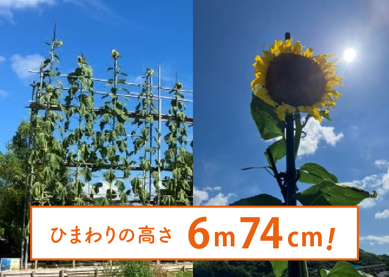 ひまわりの高さ6m74cm！