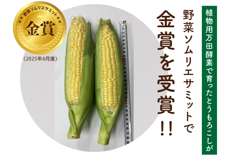 植物用万田酵素で育ったとうもろこしが野菜ソムリエサミットで金賞を受賞！