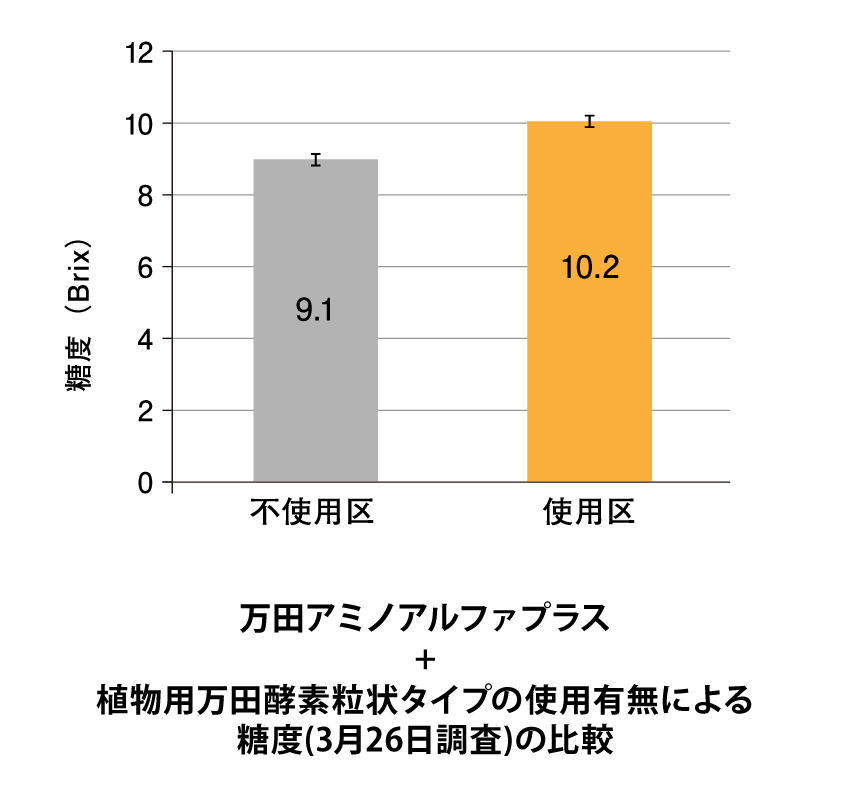ミニダイコンが大きく育ちました！