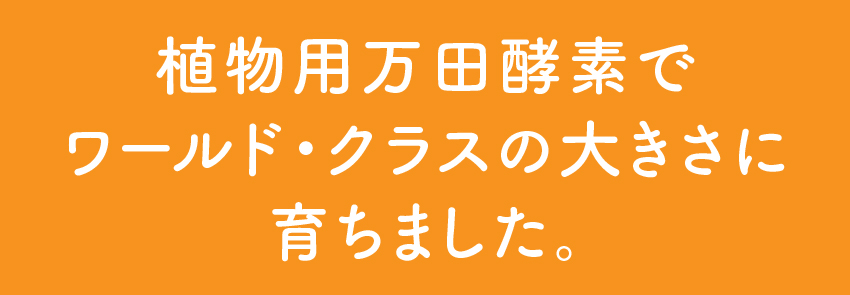 植物用万田酵素でワールド・クラスの大きさに育ちました。