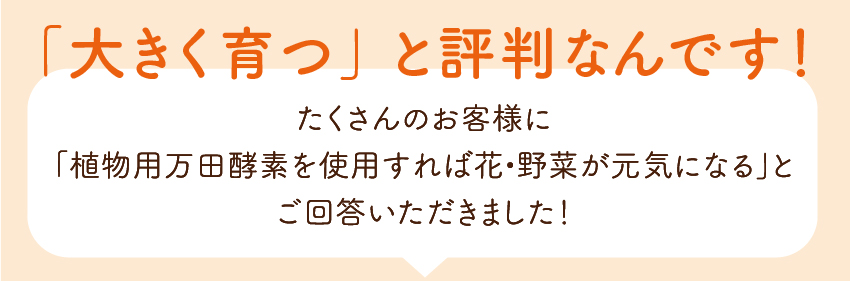 「大きく育つ」と評判なんです！たくさんのお客様に「植物用万田酵素を使用すれば花•野菜が元気になる」とご回答いただきました！
