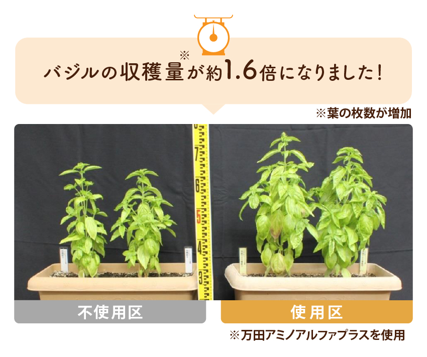 バジルの収穫量が約1.6倍になりました！※万田アミノアルファプラスを使用