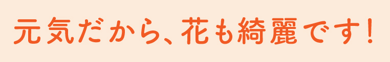 元気だから、花も綺麗です！