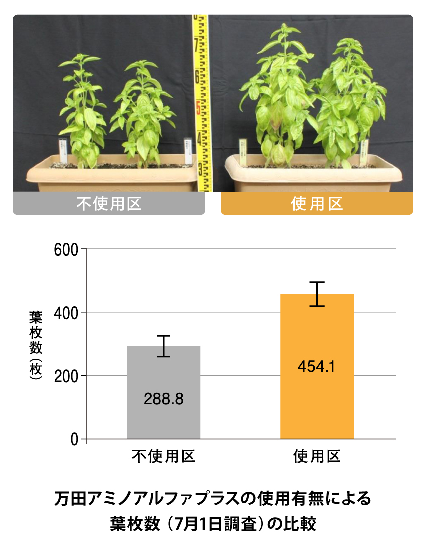 バジルの収穫量が増えました!