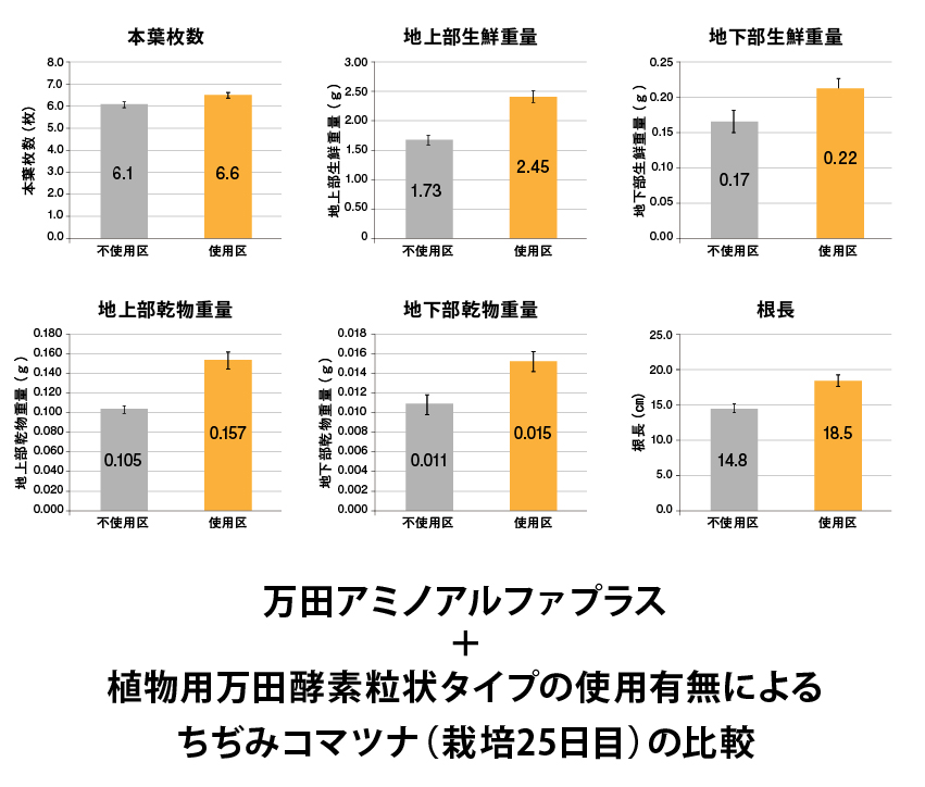 万田アミノアルファプラス＋植物用万田酵素粒状タイプの使用有無によるちぢみコマツナ(栽培25日目)の比較3