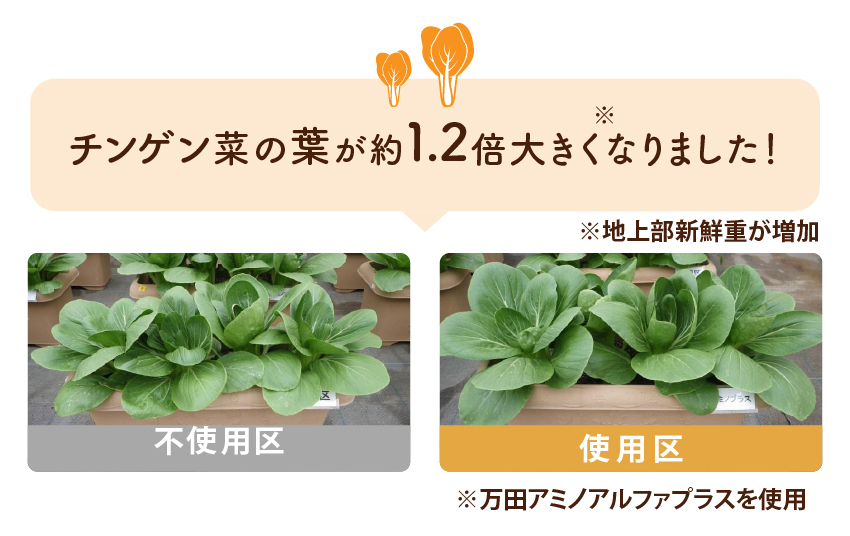 チンゲン菜の葉が約1.2倍大きくなりました！※万田アミノアルファプラスを使用
