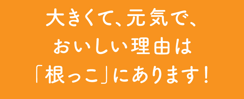 大きくて、元気で、おいしい理由は「根っこ」にあります！