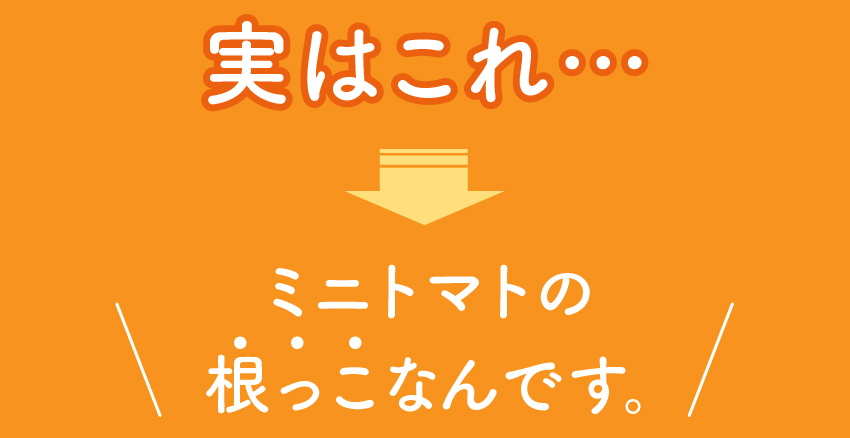 実はこれ…ミニトマトの根っこなんです。