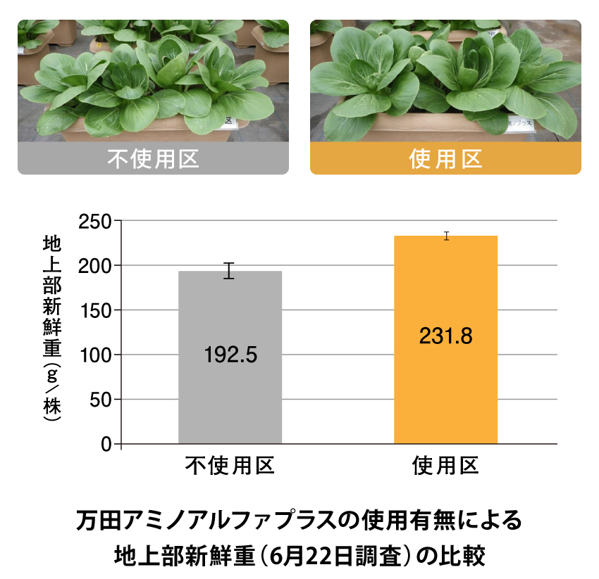 こんなに「たくさん」 こんなに「大きく」育ちました!