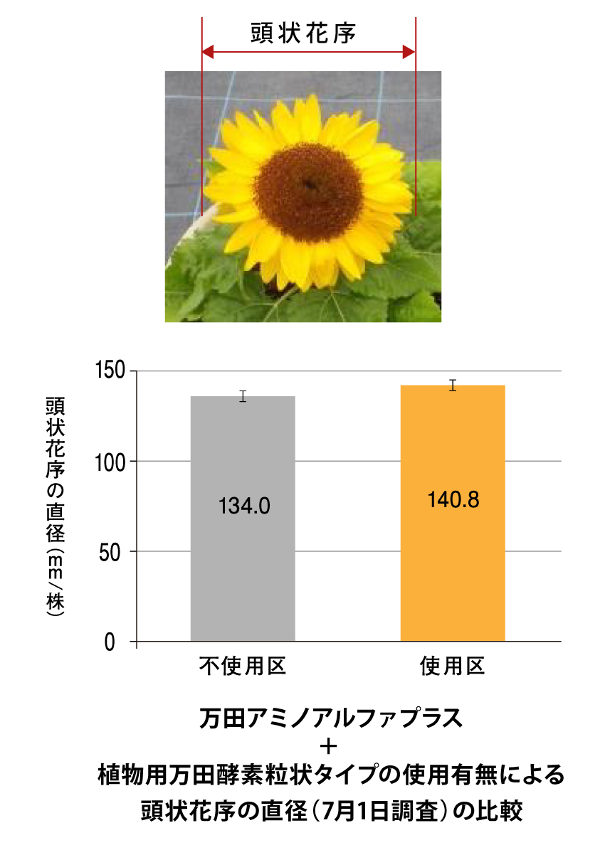 ミニひまわりの花が大きくなりました!