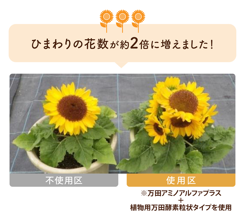 ひまわりの花数が約2倍に増えました！※万田アミノアルファプラス＋植物用万田酵素粒状タイプを使用