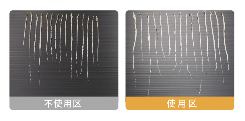万田アミノアルファプラス＋植物用万田酵素粒状タイプの使用有無によるちぢみコマツナ(栽培25日目)の比較2