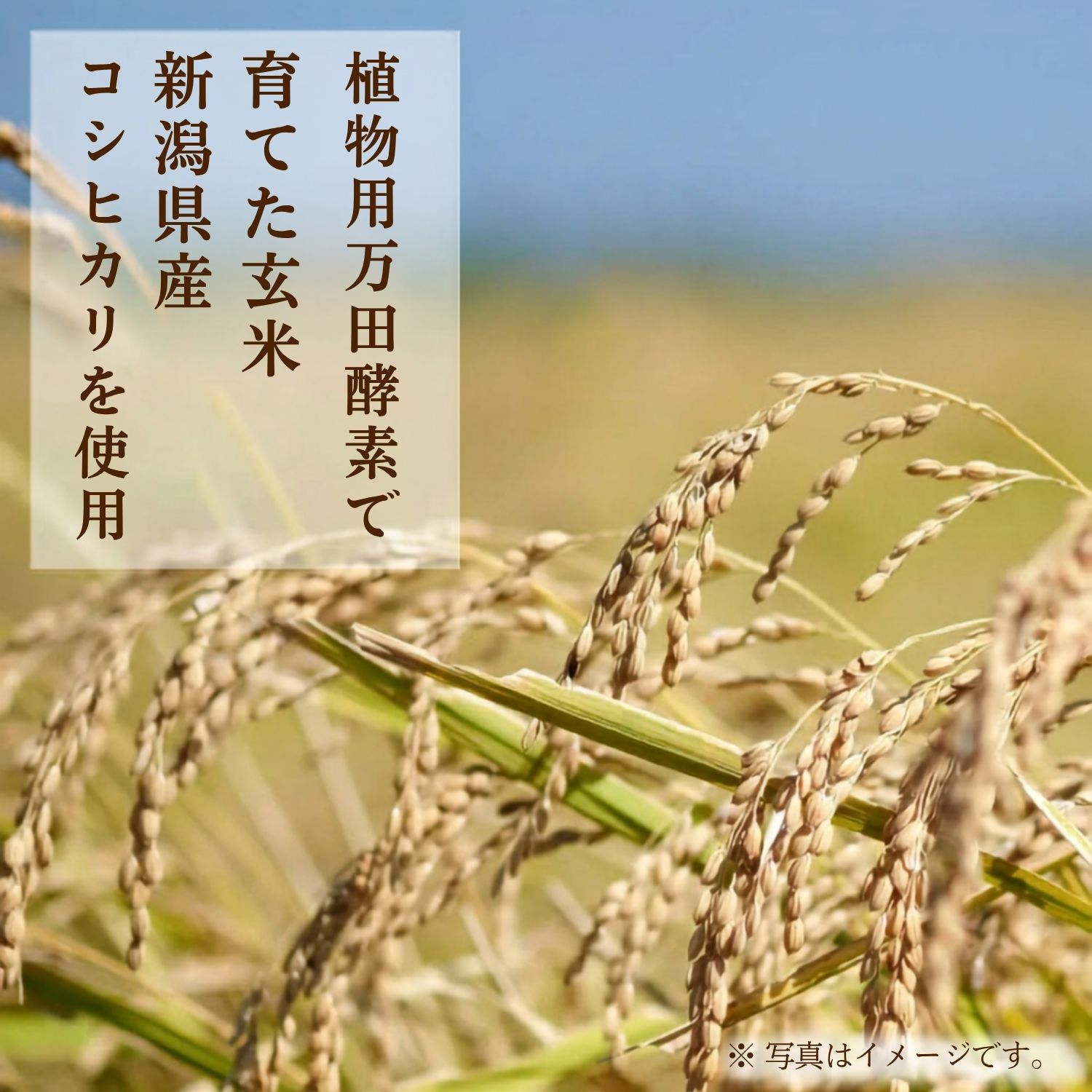 万田発酵のもちもち寝かせ玄米ごはん 12パック