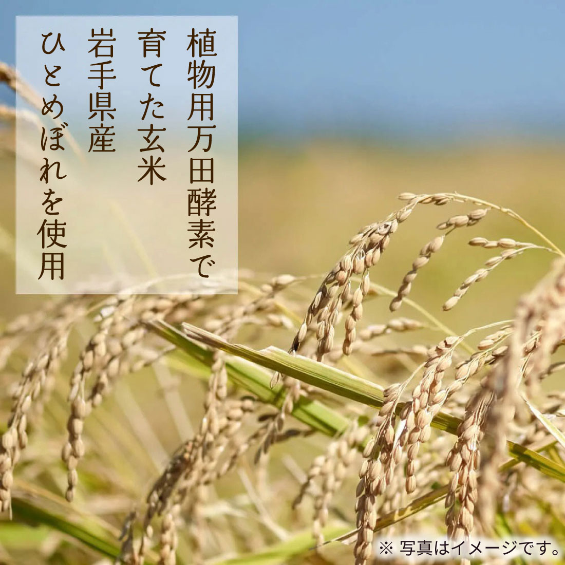 万田酵素で育てた玄米